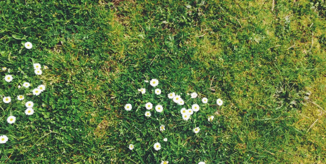 Trawnik zniszczony po zimie. Poznaj 5 błędów, które mogłeś popełnić w pielęgnacji ogrodu